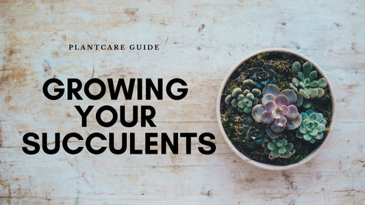 The Right Way to Grow a Succulent