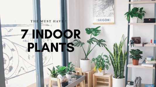 7 Most Popular Indoor Plants