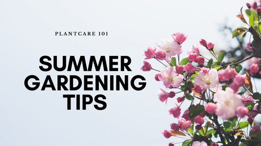 Top 6 Gardening Tips to Take Care of Your Plants This Summer