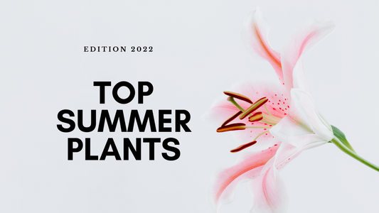 Summer Plants To Grow In 2022