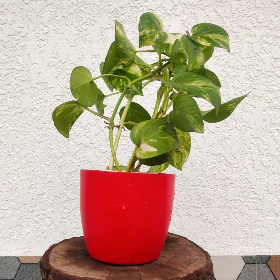 Money Plant (Marble)