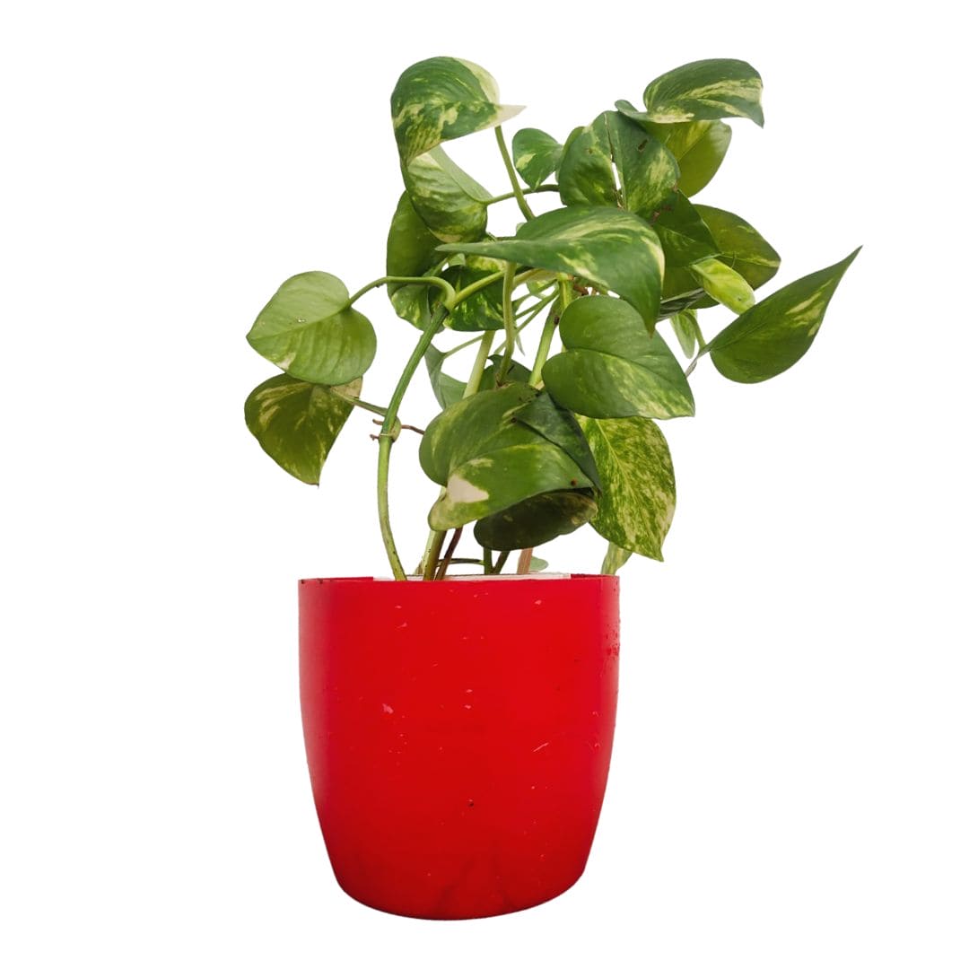 Money Plant (Marble)