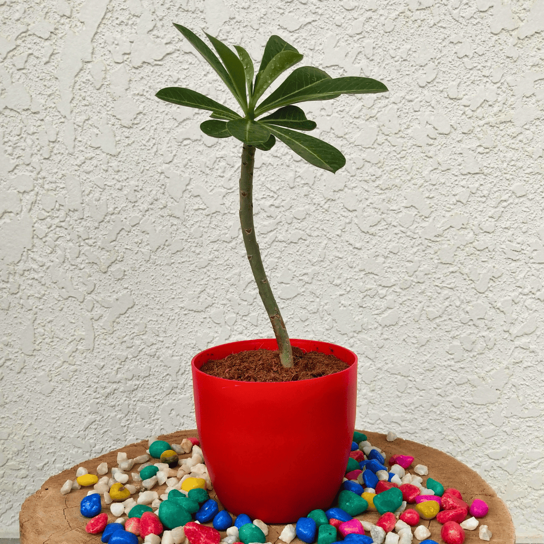 Adenium Plant (Desert Rose Plant)