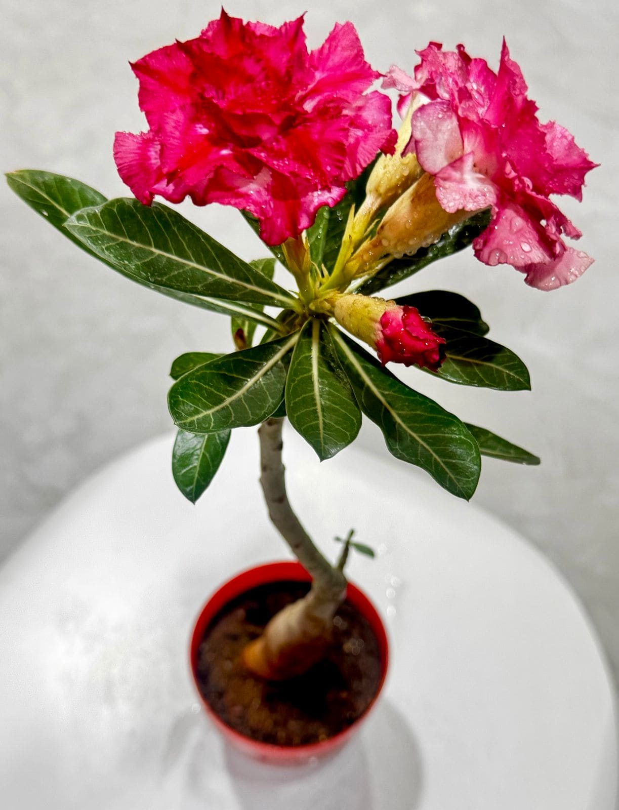 Live Grafted Adenium 701 – Double Blooms in Pink & Red | Exact Plant Dispatch