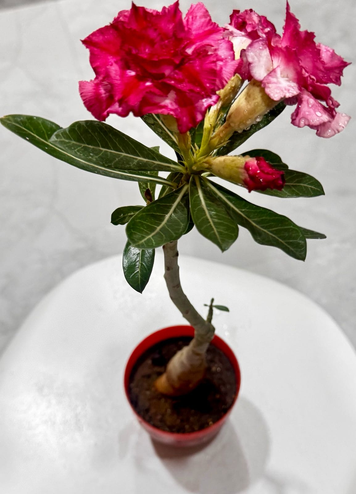 Live Grafted Adenium 701 – Double Blooms in Pink & Red | Exact Plant Dispatch
