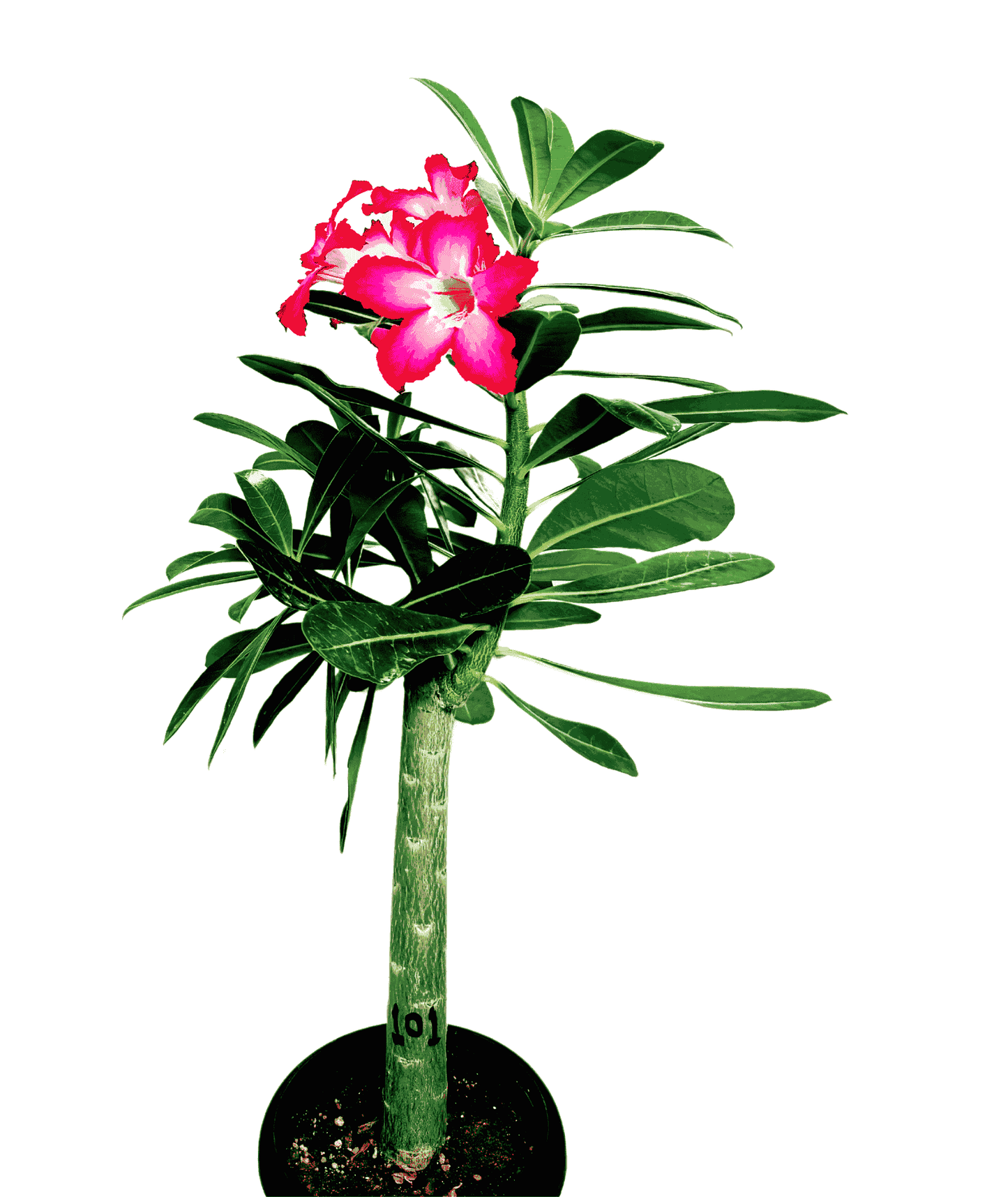 Adenium Plant Code 101 (Desert Rose Plant) - Single plant