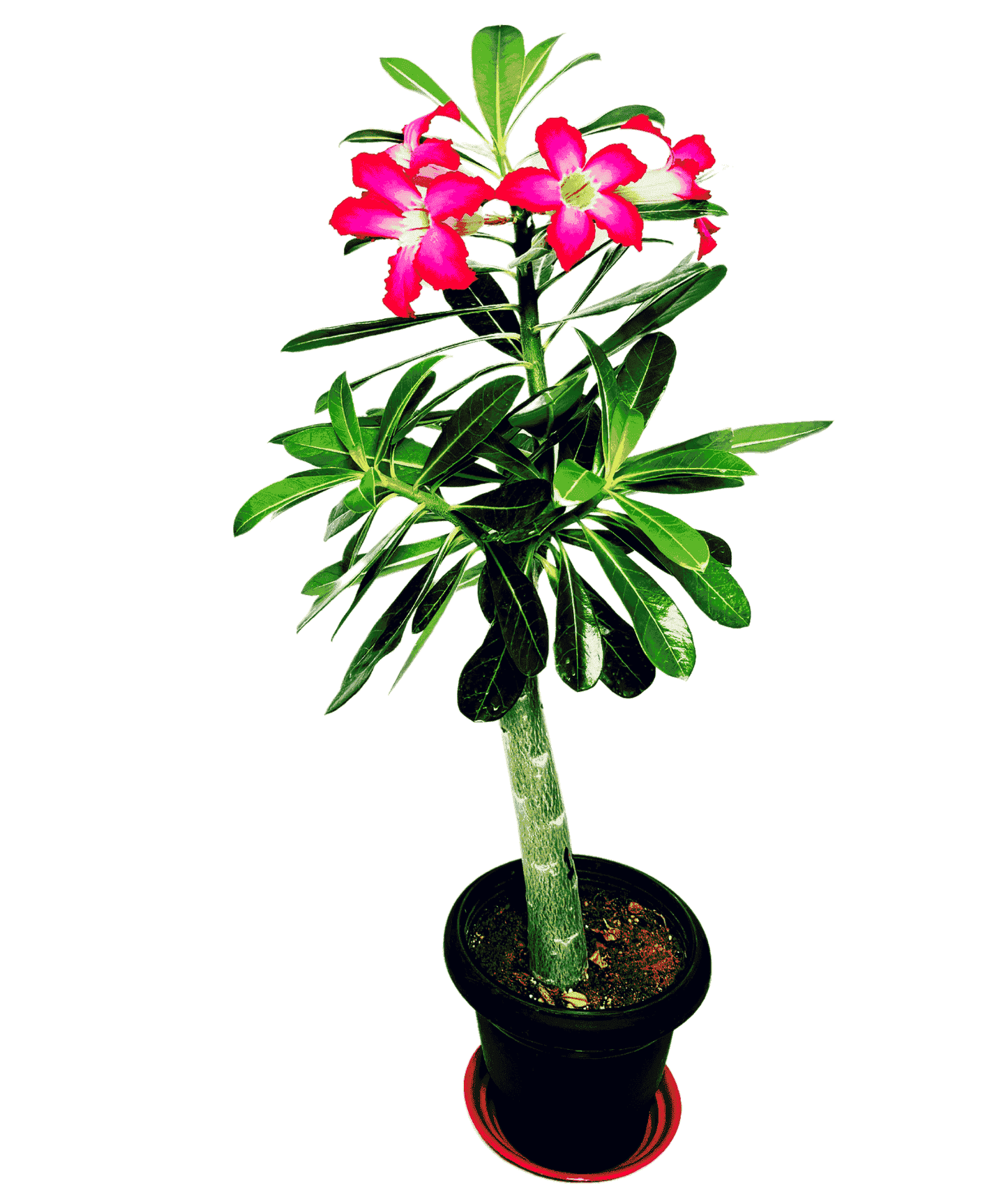 Adenium Plant Code 101 (Desert Rose Plant) - Single plant