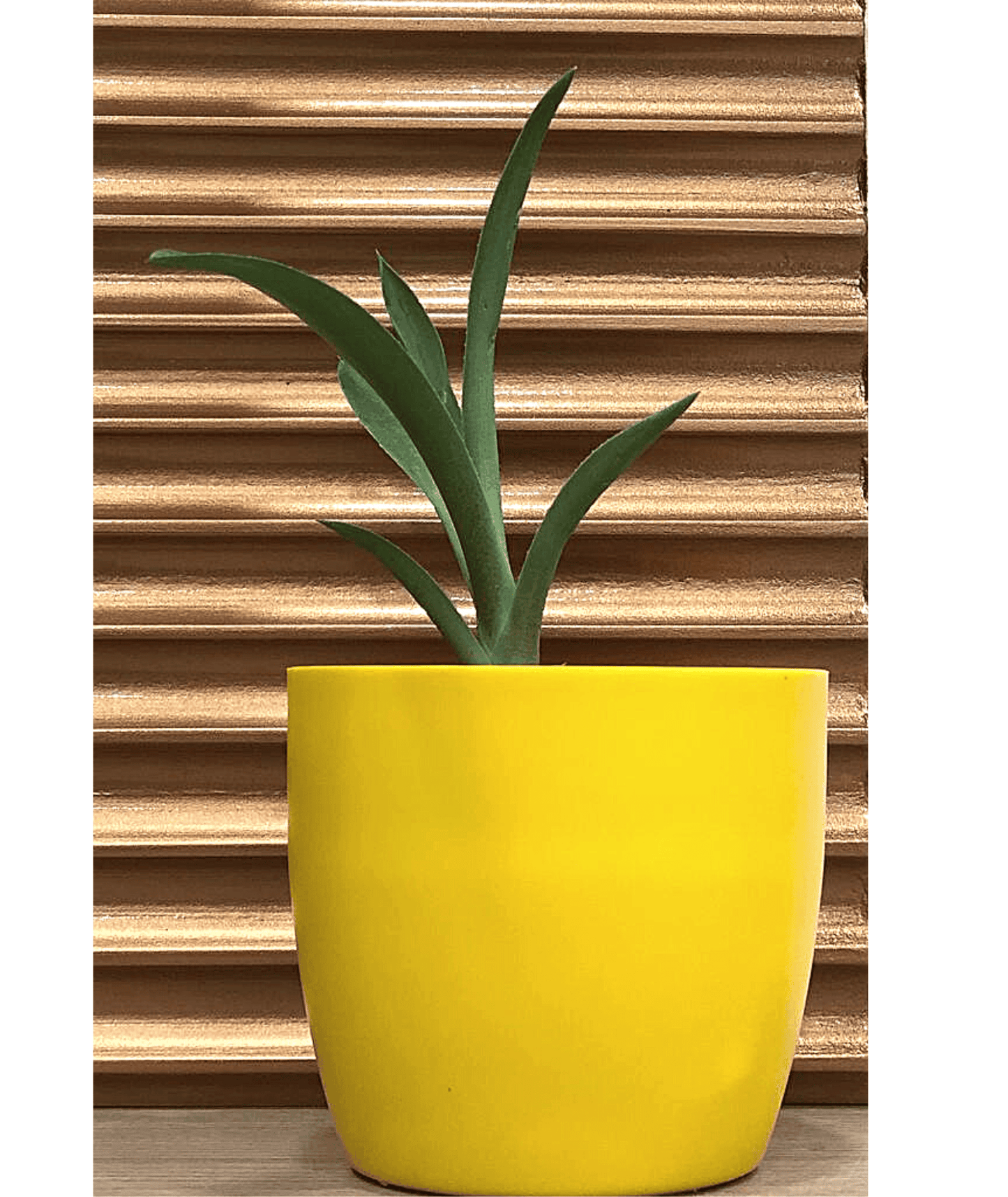 Agave Decipiens Baker Plant