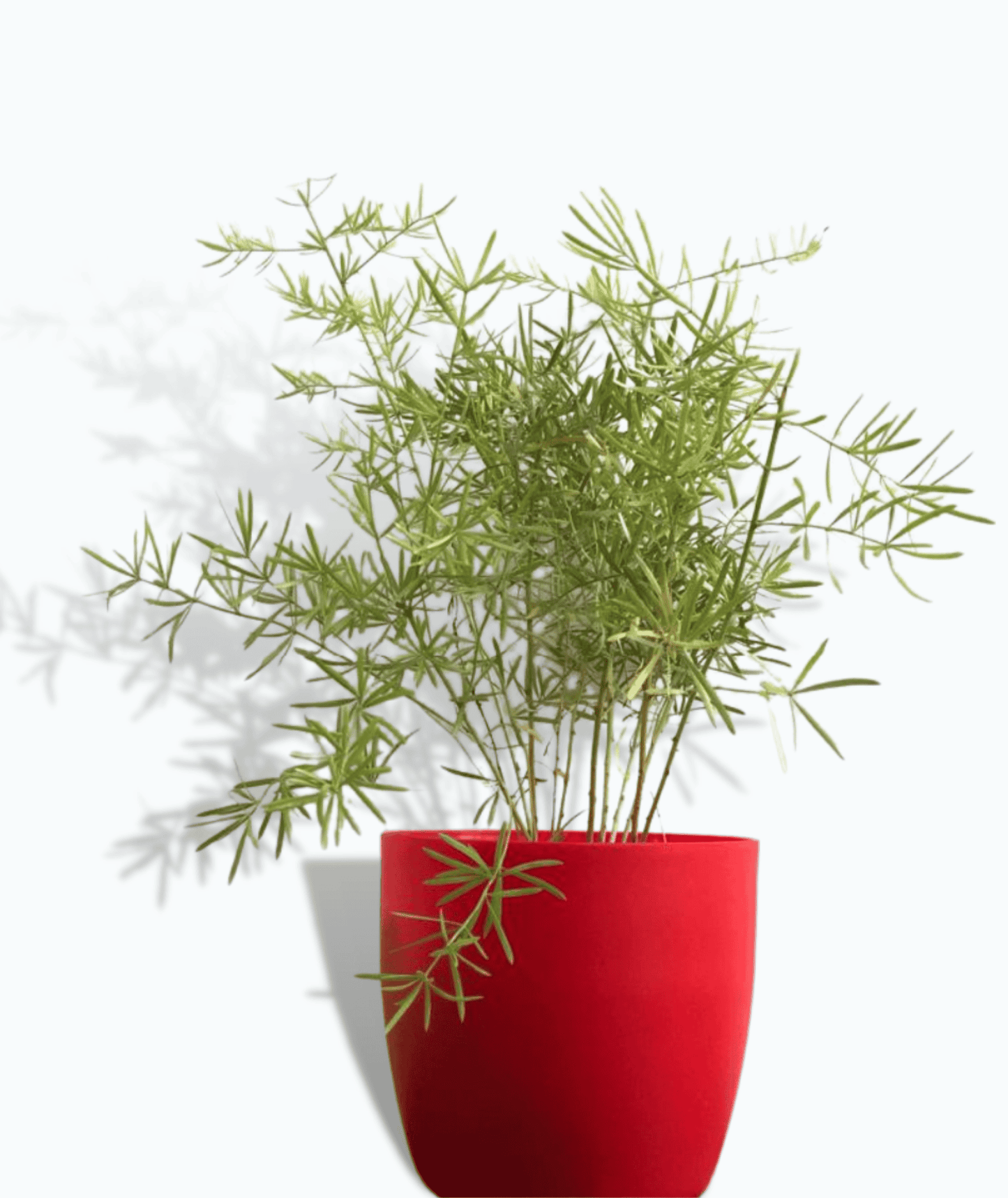 Asparagus Sprengeri Plant
