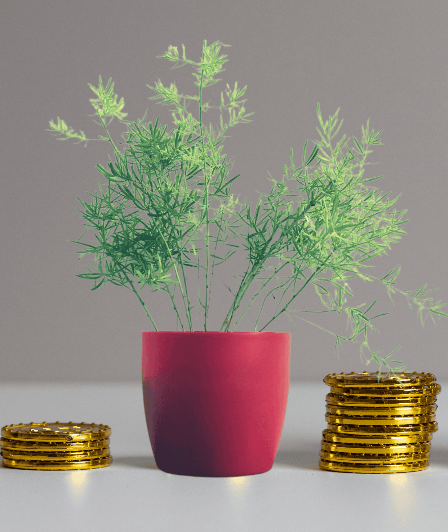 Asparagus Sprengeri Plant