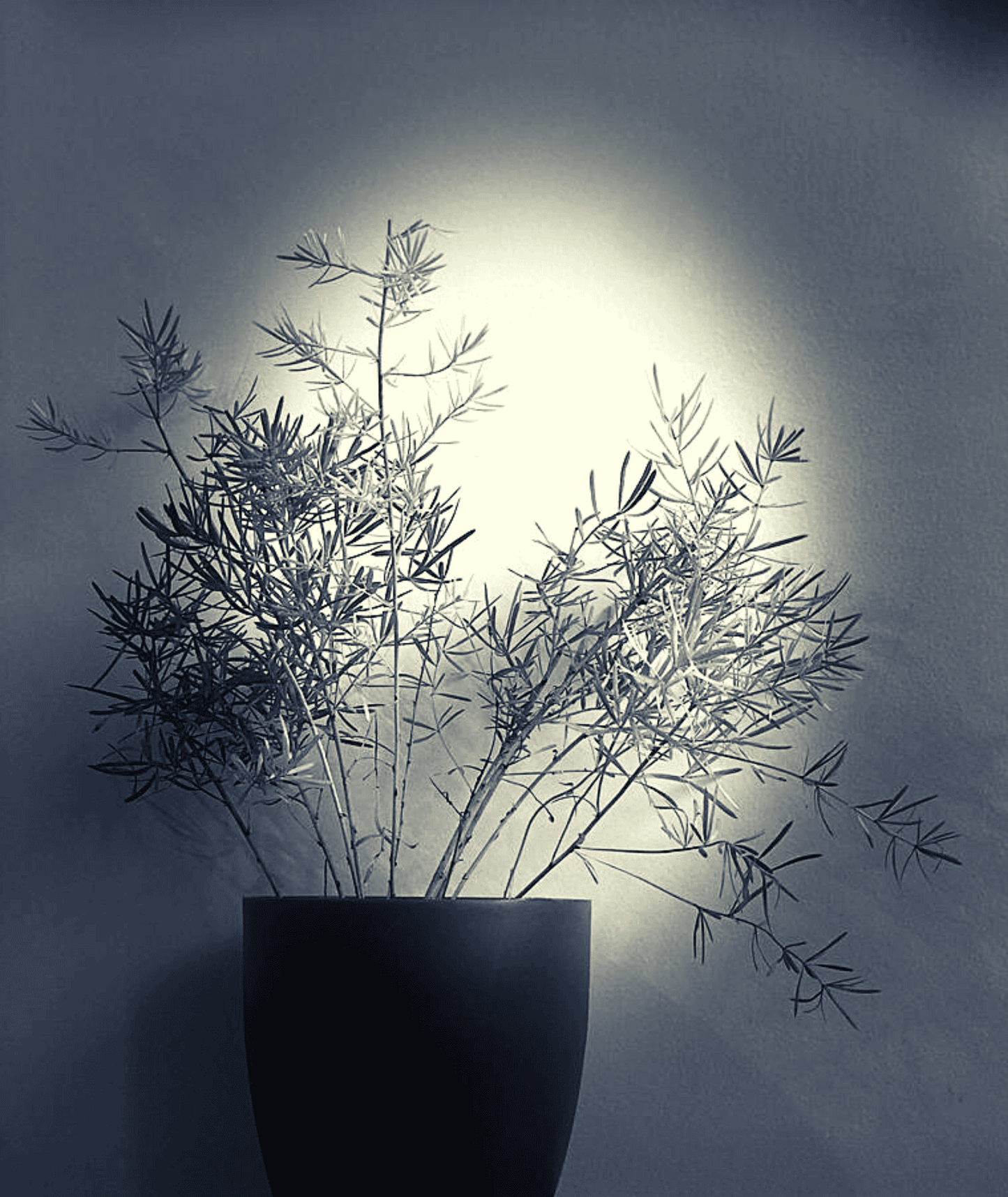 Asparagus Sprengeri Plant