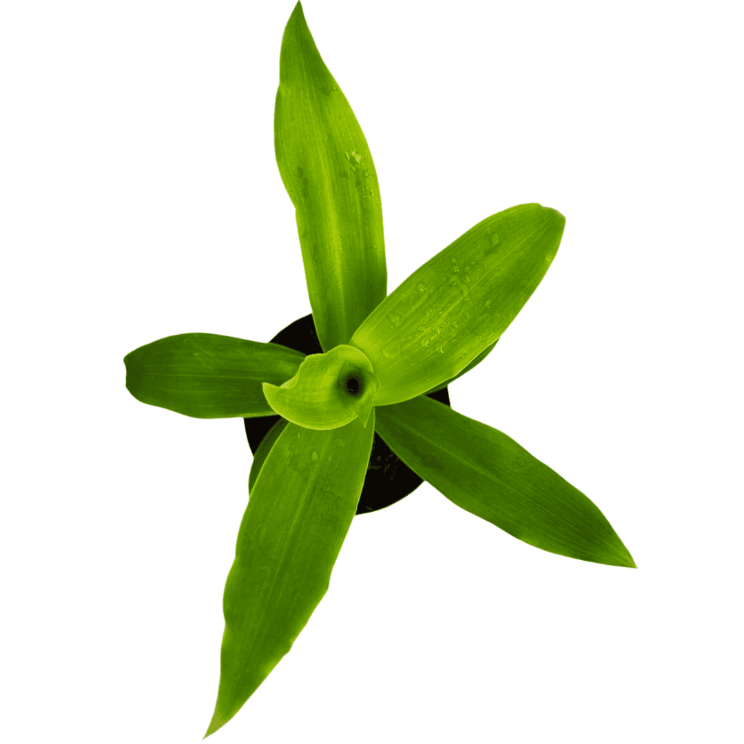 CALLISIA FRAGRANS, Basket Plant, Chain Plant