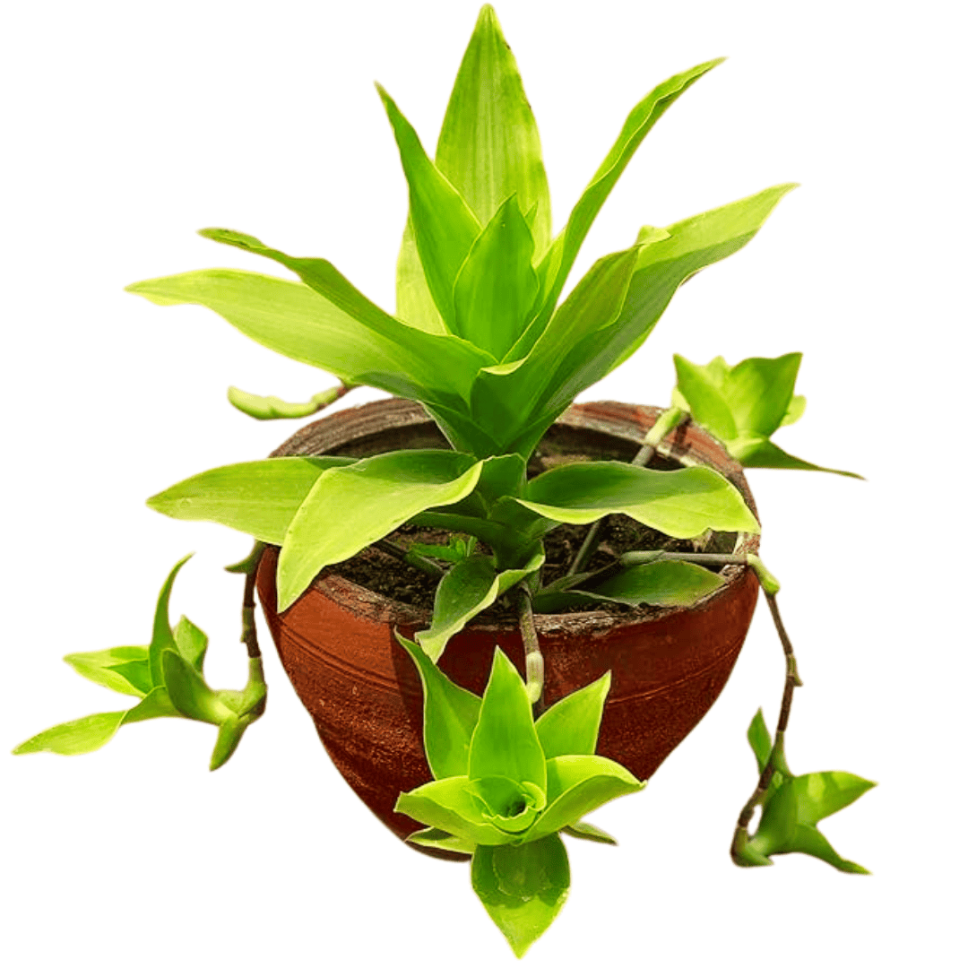 CALLISIA FRAGRANS, Basket Plant, Chain Plant