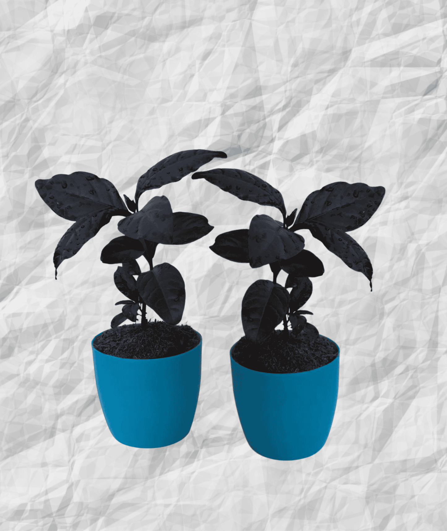 Black Varnish Pseuderanthemum/ Diervilla Rivularis