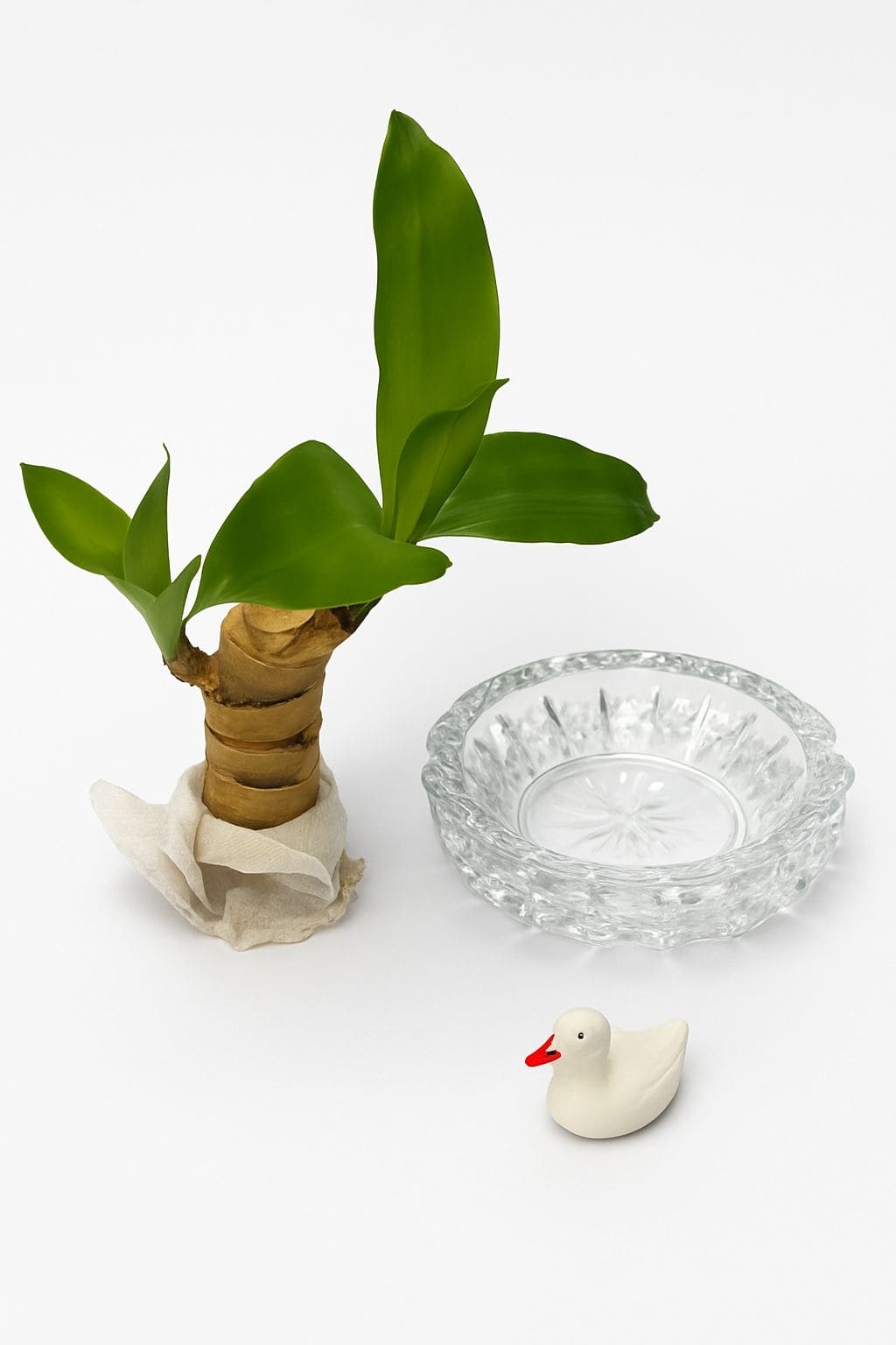 Brazilian Lucky Wood | Timeless Strength, Natural Beauty |