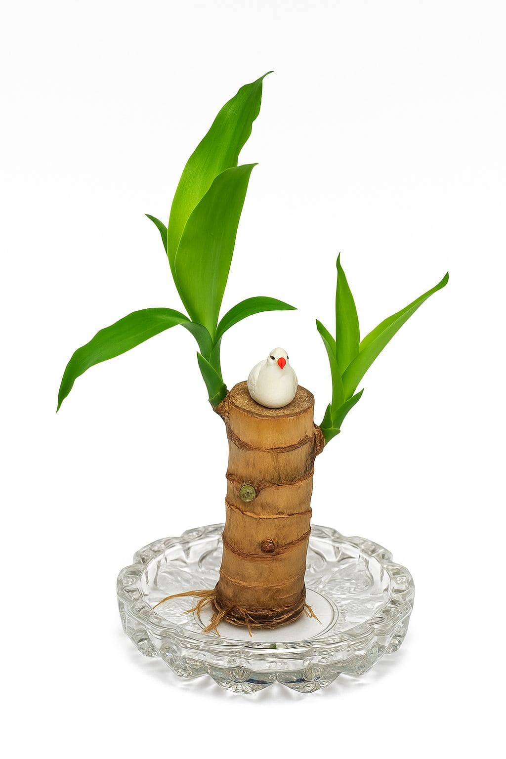 lucky brazil wood potted plant Brazilian Lucky Wood | Timeless Strength, Natural Beauty