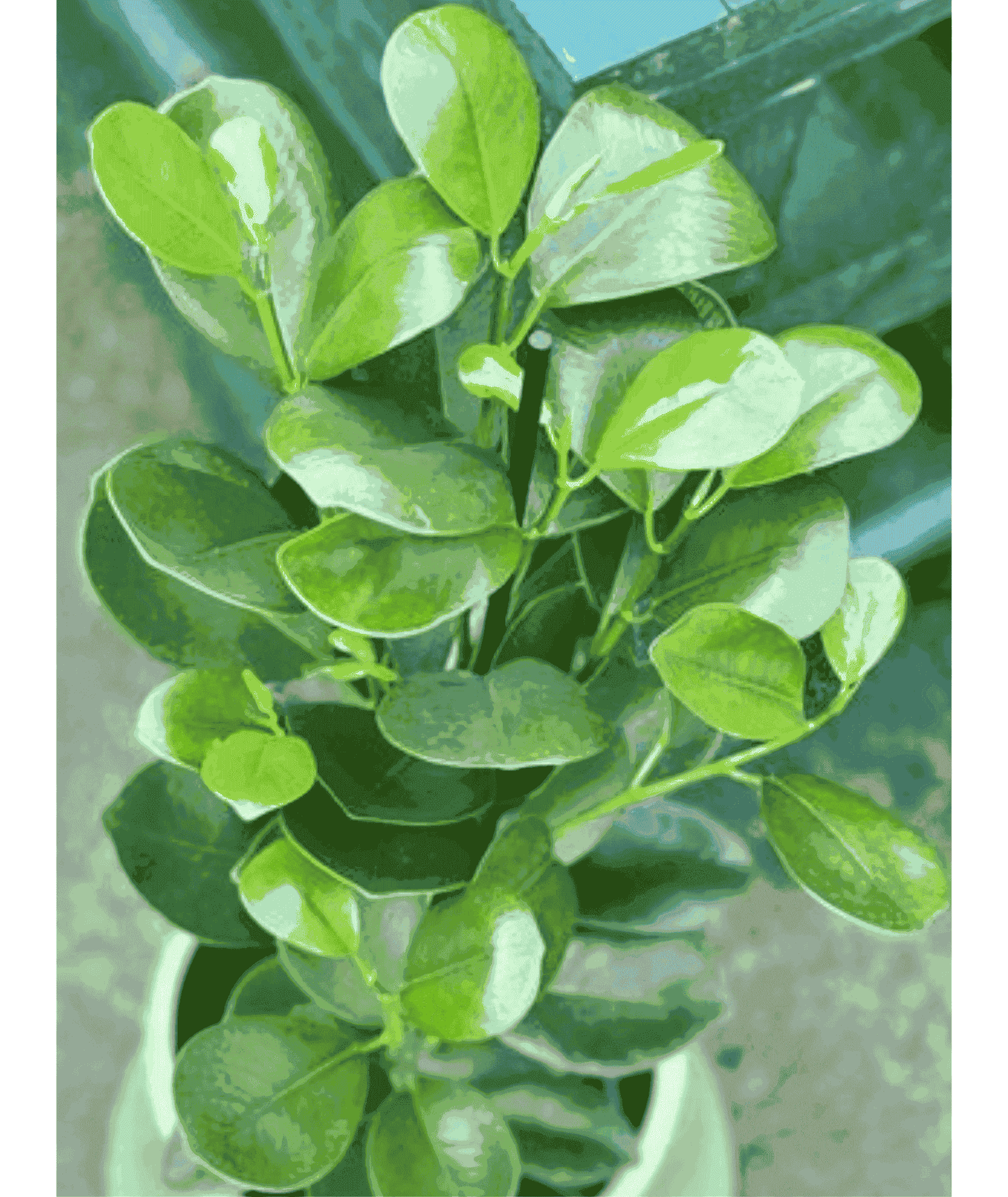Chinese Bot/ Chinese Banyan Plant