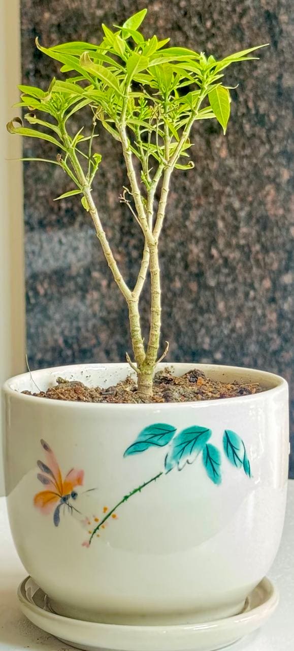 Chinese Togor/ Chinese Tagar Plant
