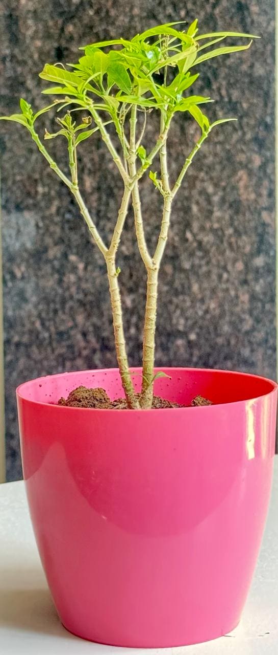 Chinese Togor/ Chinese Tagar Plant