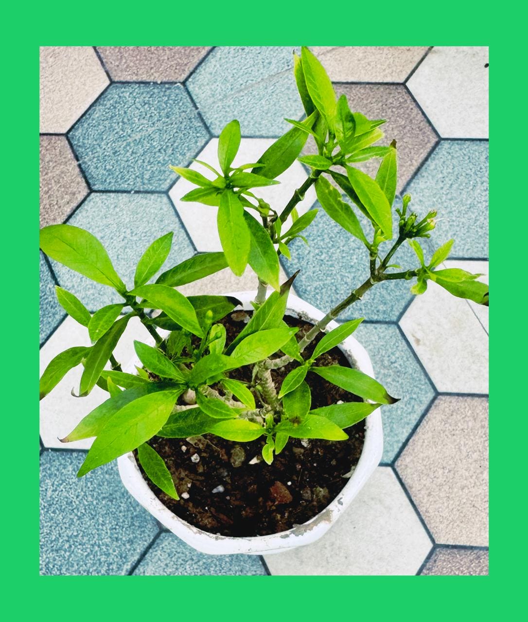 Chinese Togor/ Chinese Tagar Plant
