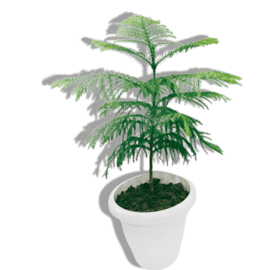 is christmas tree an indoor plant Christmas Tree Plant/ Christmas Plant/ Araucaria Plant – Leafy Island