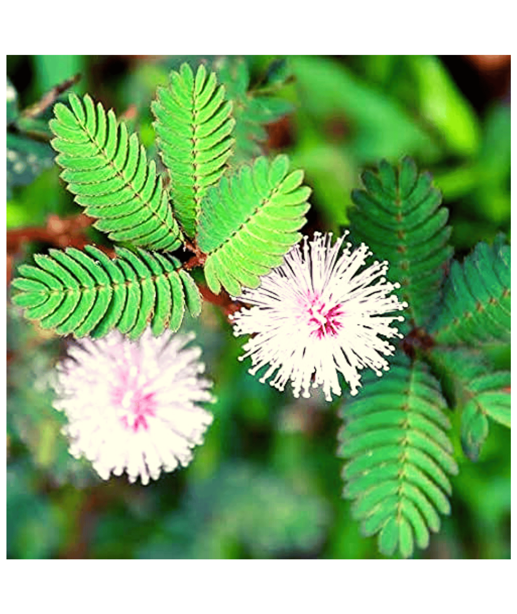 touch me not plant indoor or outdoor Touch me not, Chui Mui