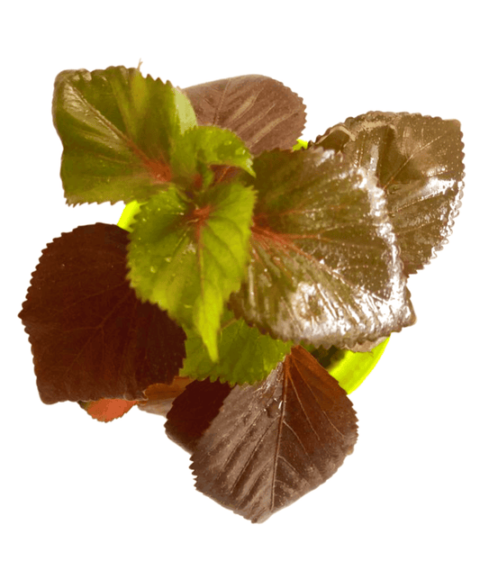 Acalypha Wilkesiana/ Copperleaf Plant