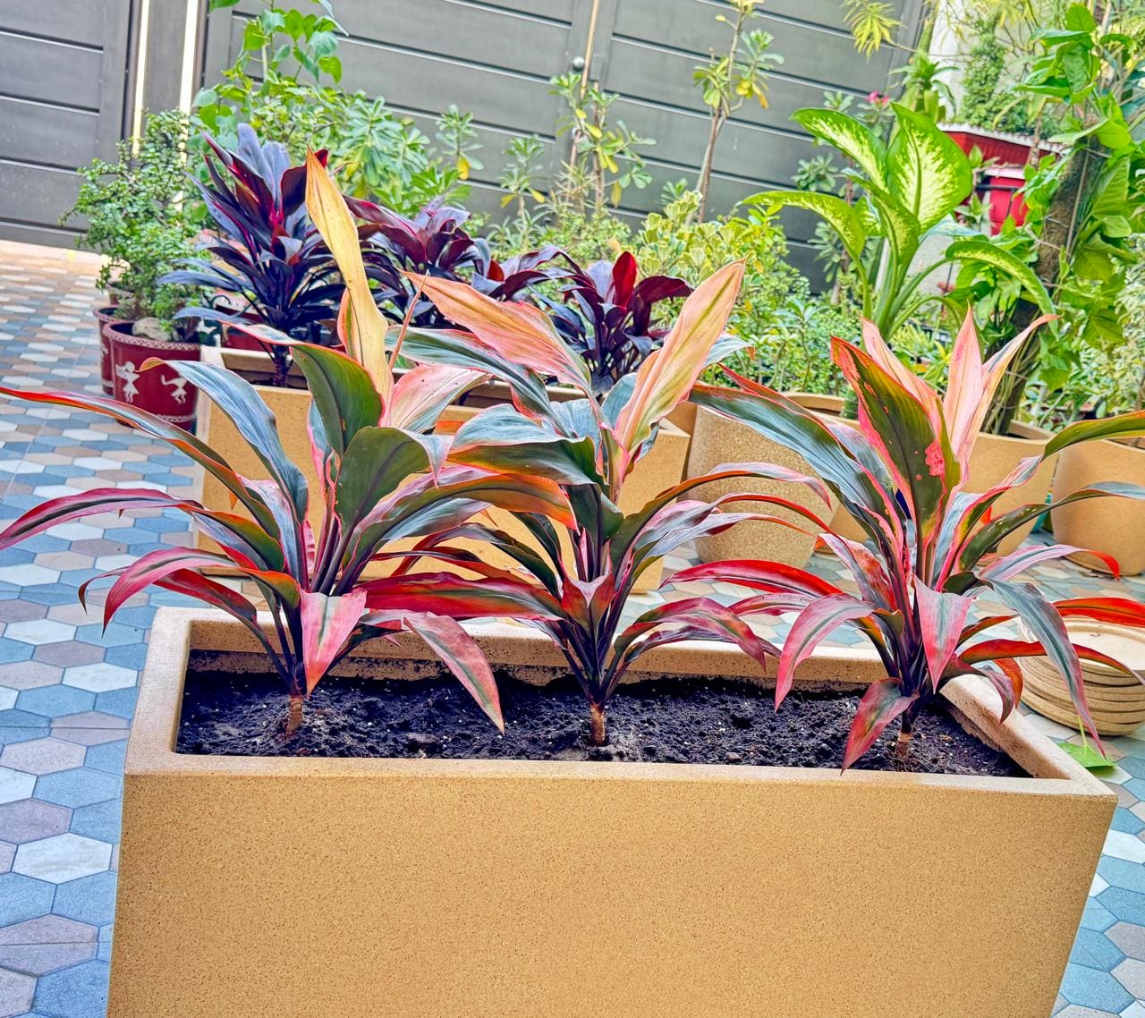 Cordyline Fruticosa in 30 inch Roto Pot
