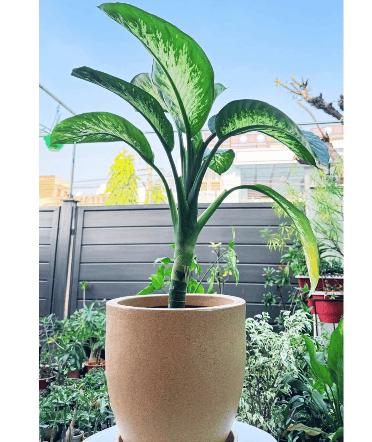 Dieffenbachia Tropic Snow in Roto Mold Pot (Delivery in Jaipur only)
