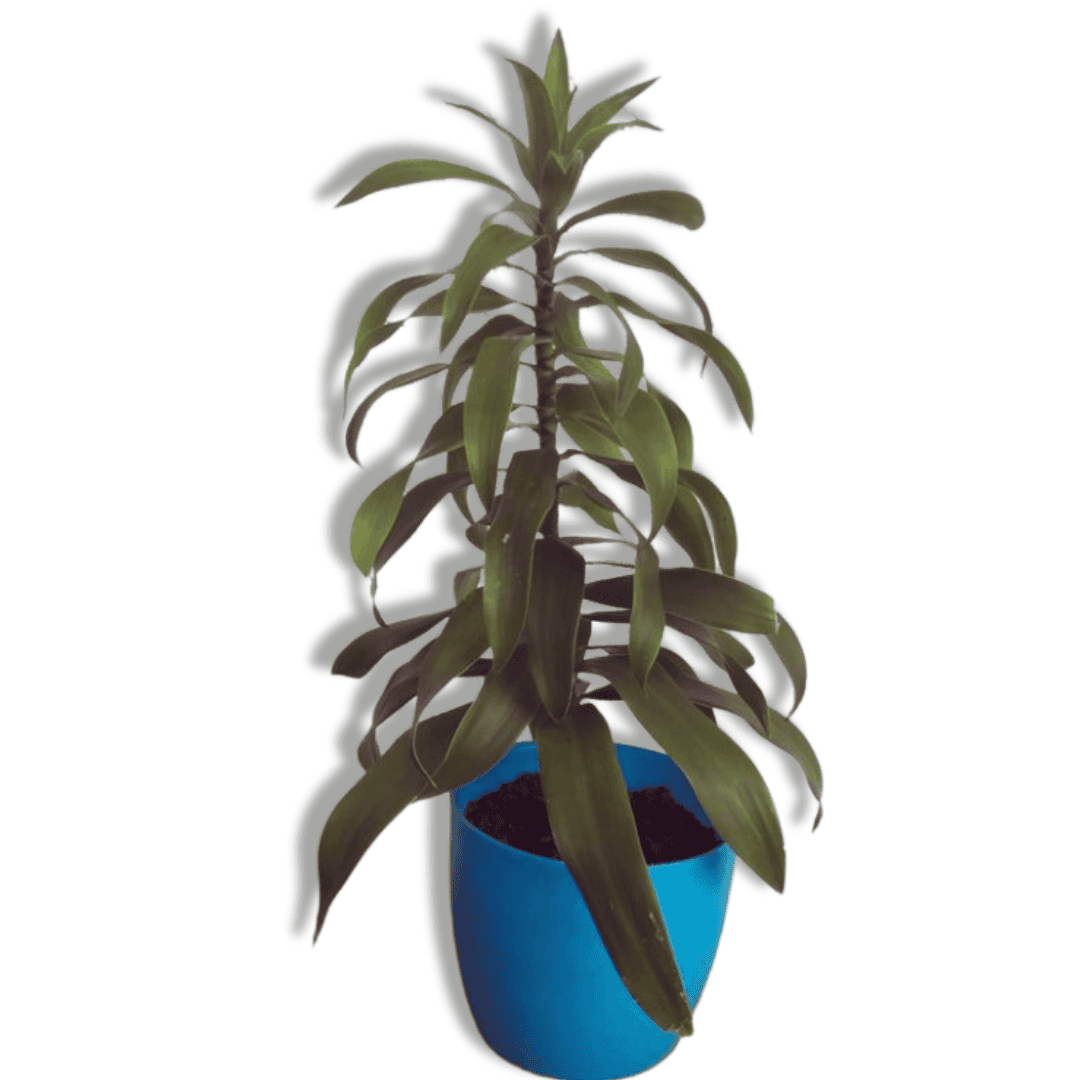 Dracaena Lisa Plant