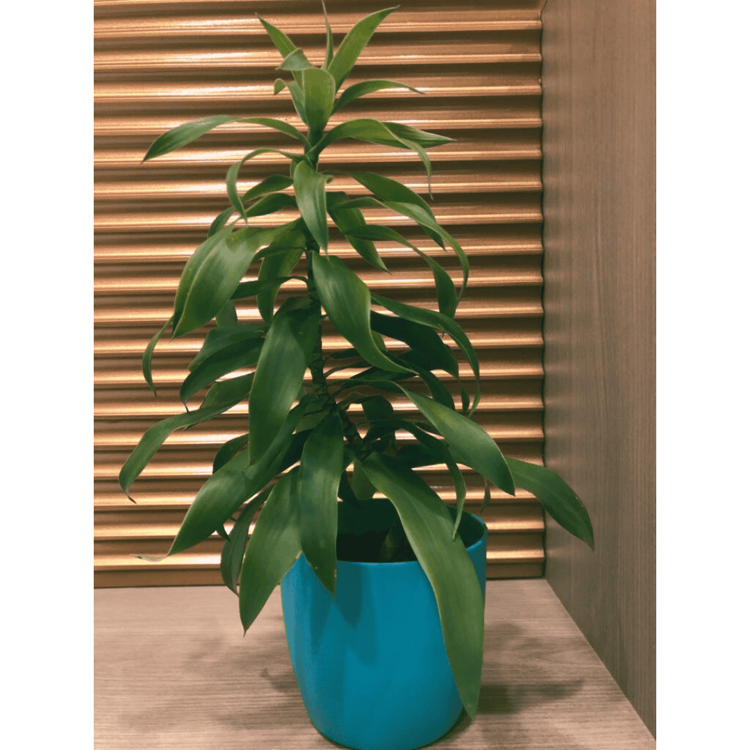 lisa dracaena plant Dracaena Lisa Plant – Leafy Island