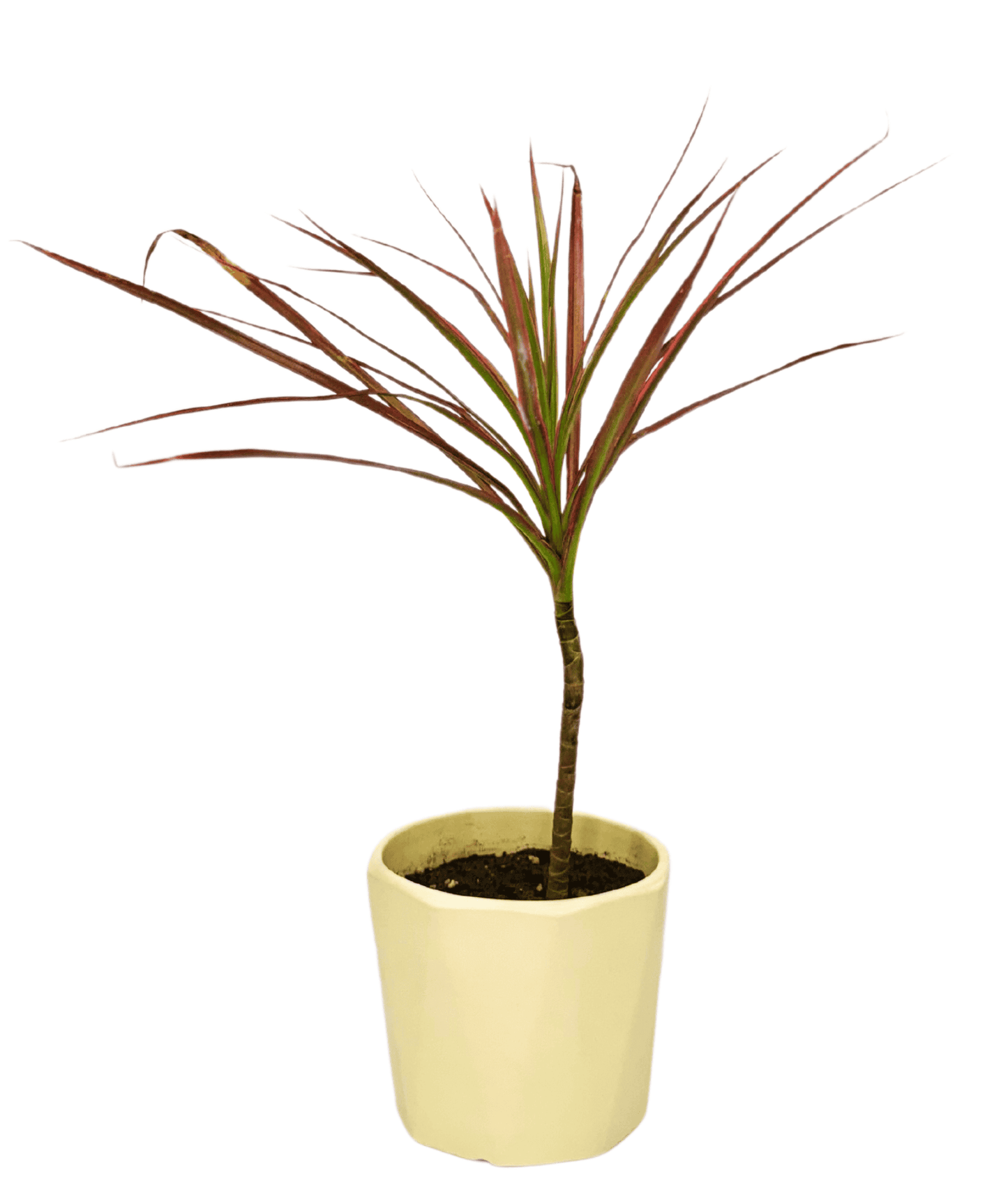 Dracaena Colorama / Marginata Tricolor