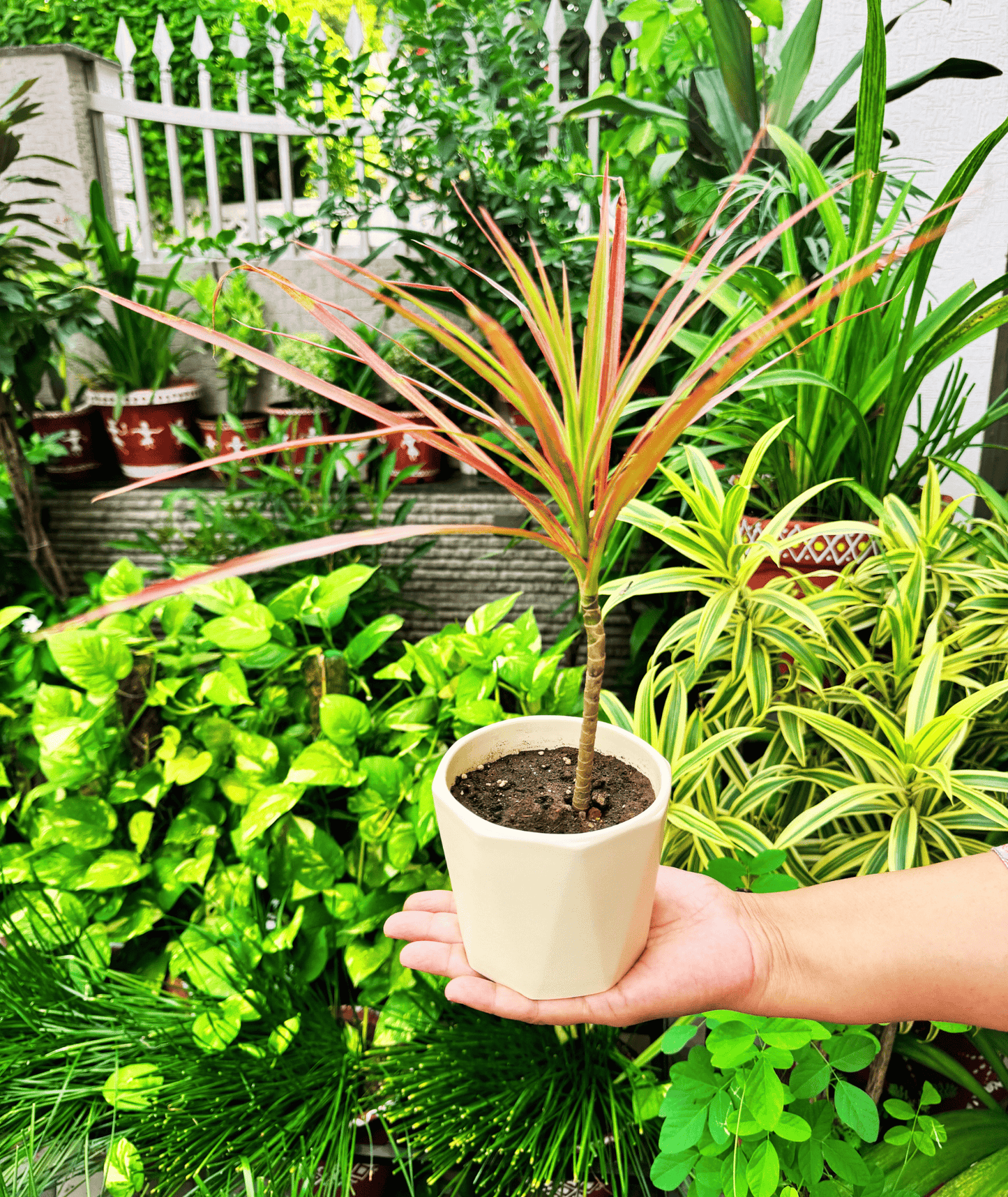 Dracaena Colorama / Marginata Tricolor