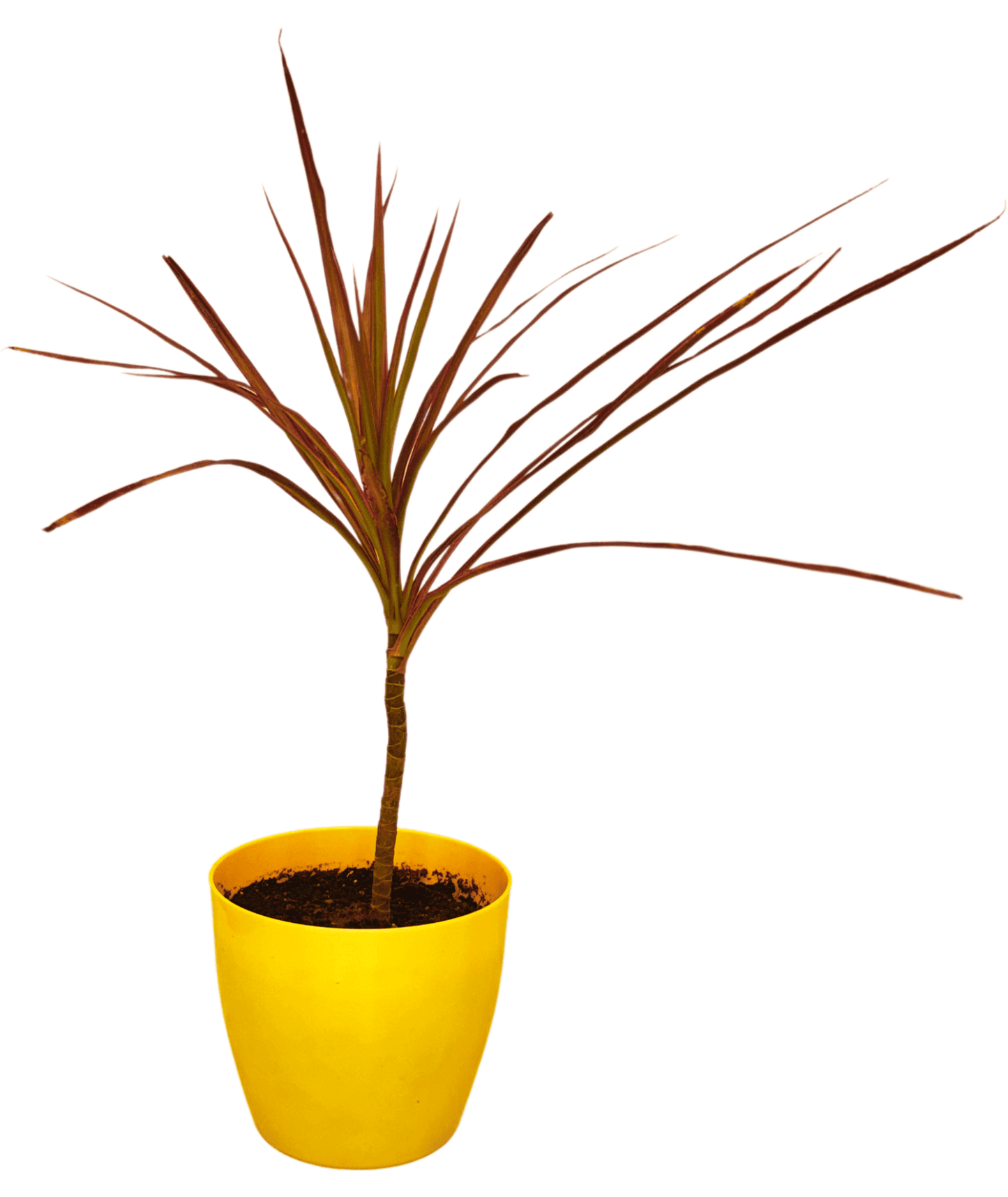 Dracaena Colorama / Marginata Tricolor