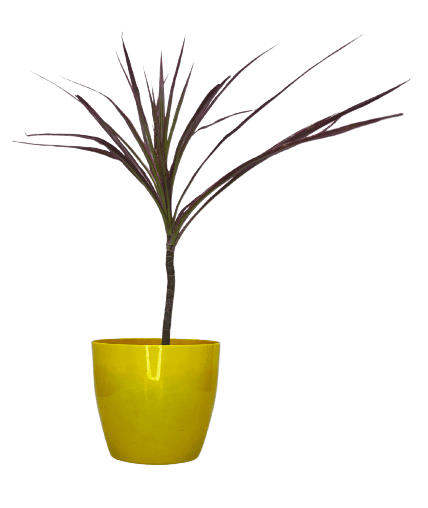 Dracaena Colorama / Marginata Tricolor
