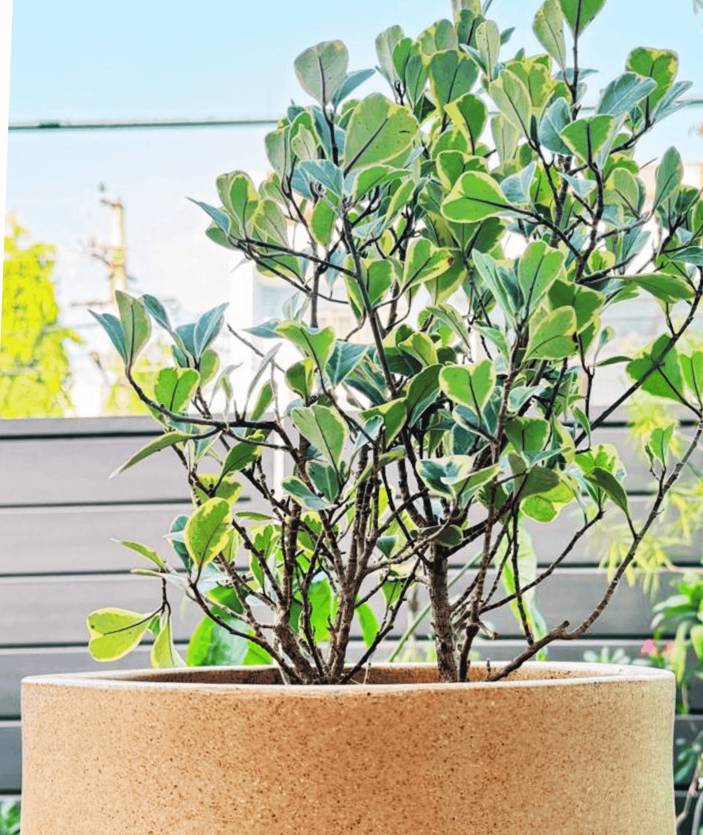 Ficus Triangularis Variegata Plant in Roto Mold Pot (Delivery in Jaipur only)