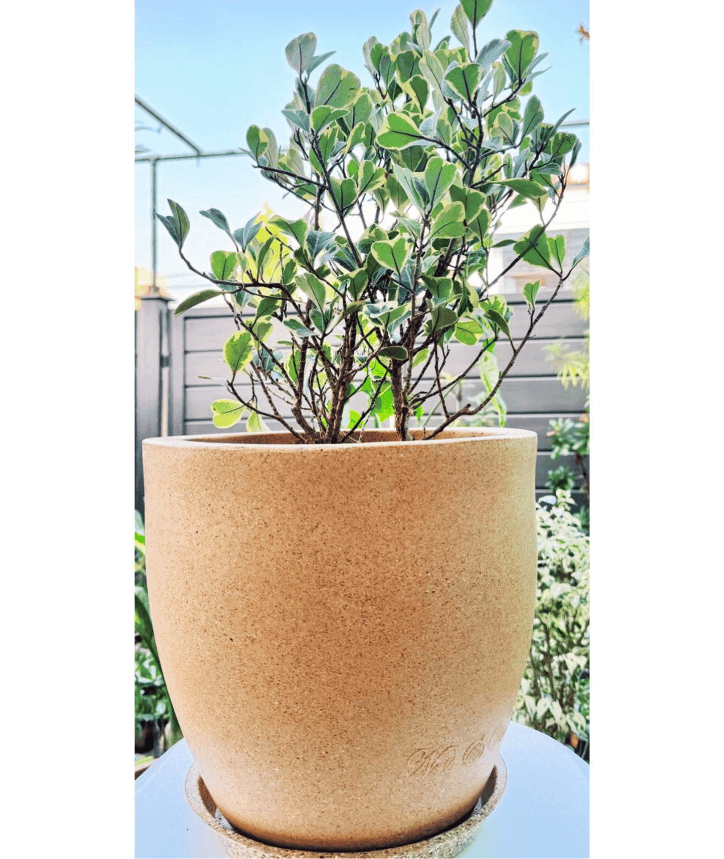 Ficus Triangularis Variegata Plant in Roto Mold Pot (Delivery in Jaipur only)