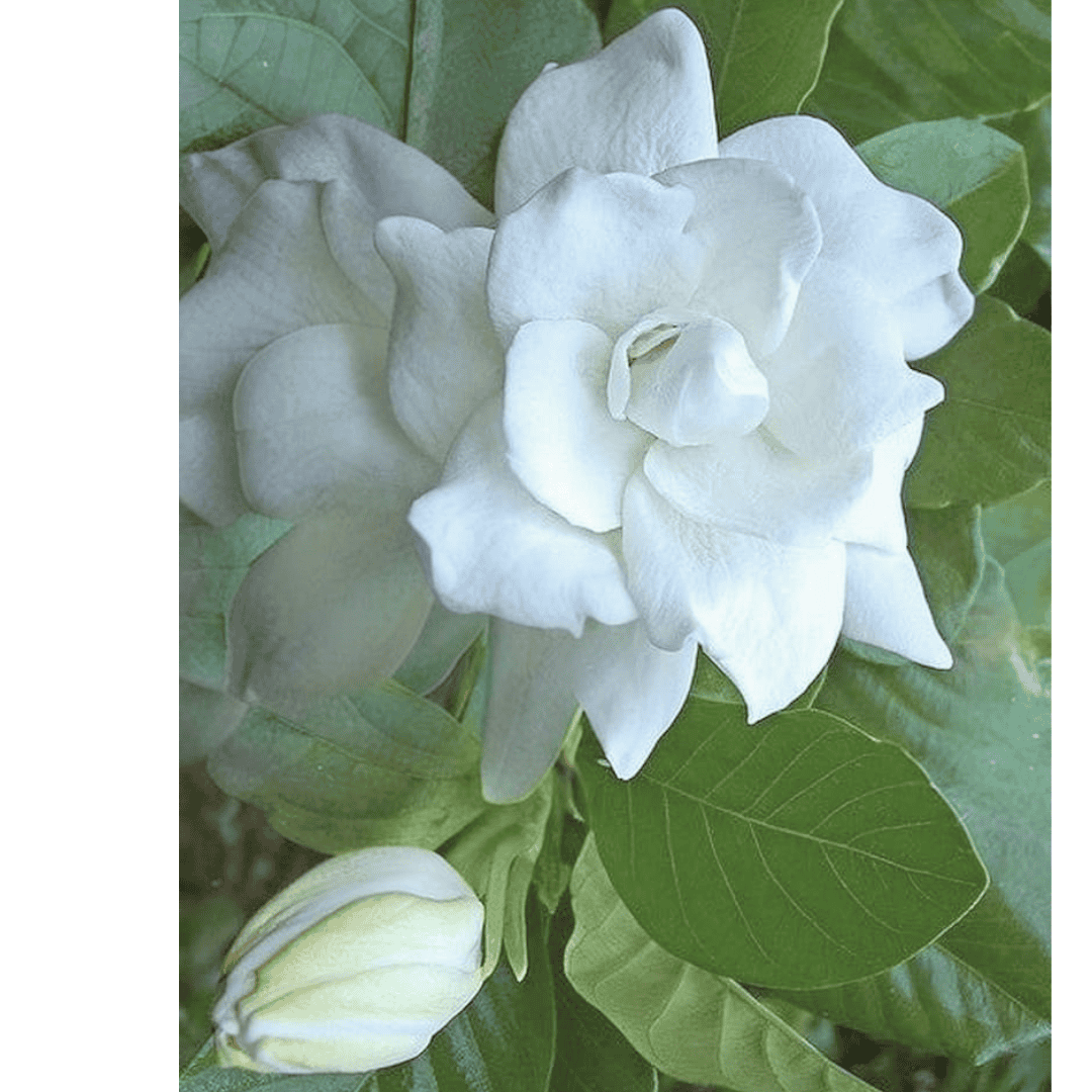 Gandharaj Plant/ King of Fragrance/ Gardenia Cape Jasmine Multi Petal (Paarijatham) Plant