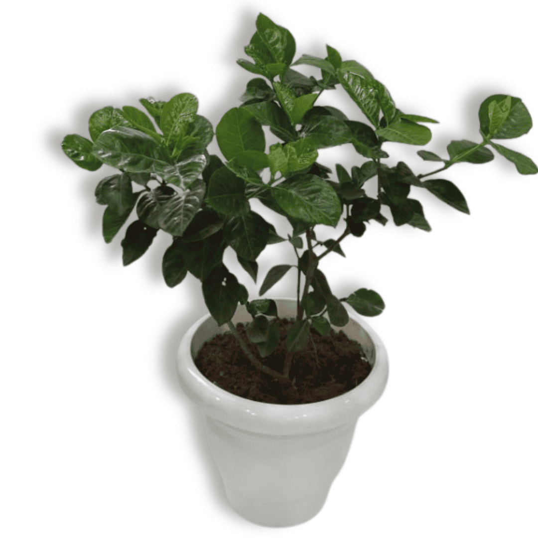 Gandharaj Plant/ King of Fragrance/ Gardenia Cape Jasmine Multi Petal (Paarijatham) Plant