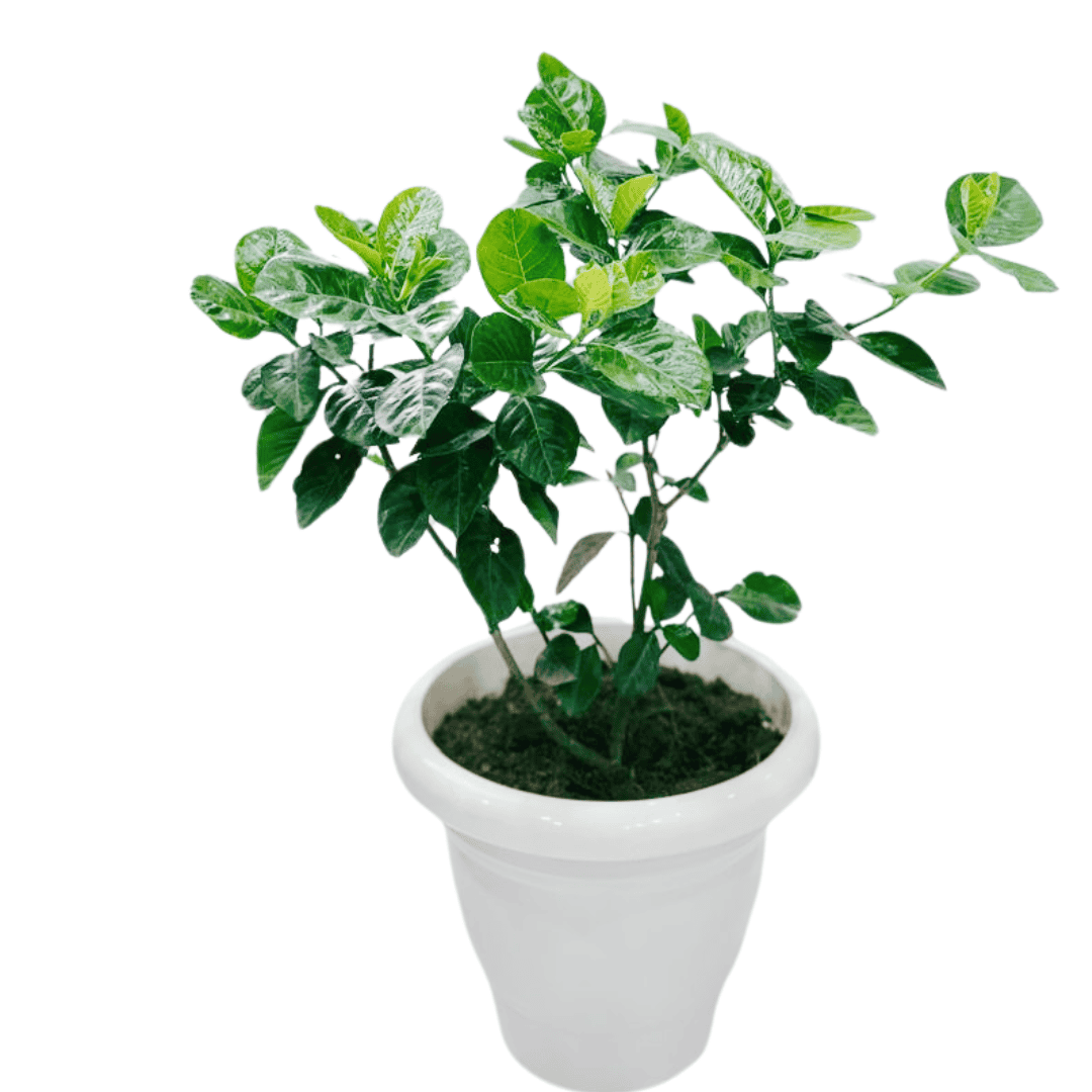 Gandharaj Plant/ King of Fragrance/ Gardenia Cape Jasmine Multi Petal (Paarijatham) Plant