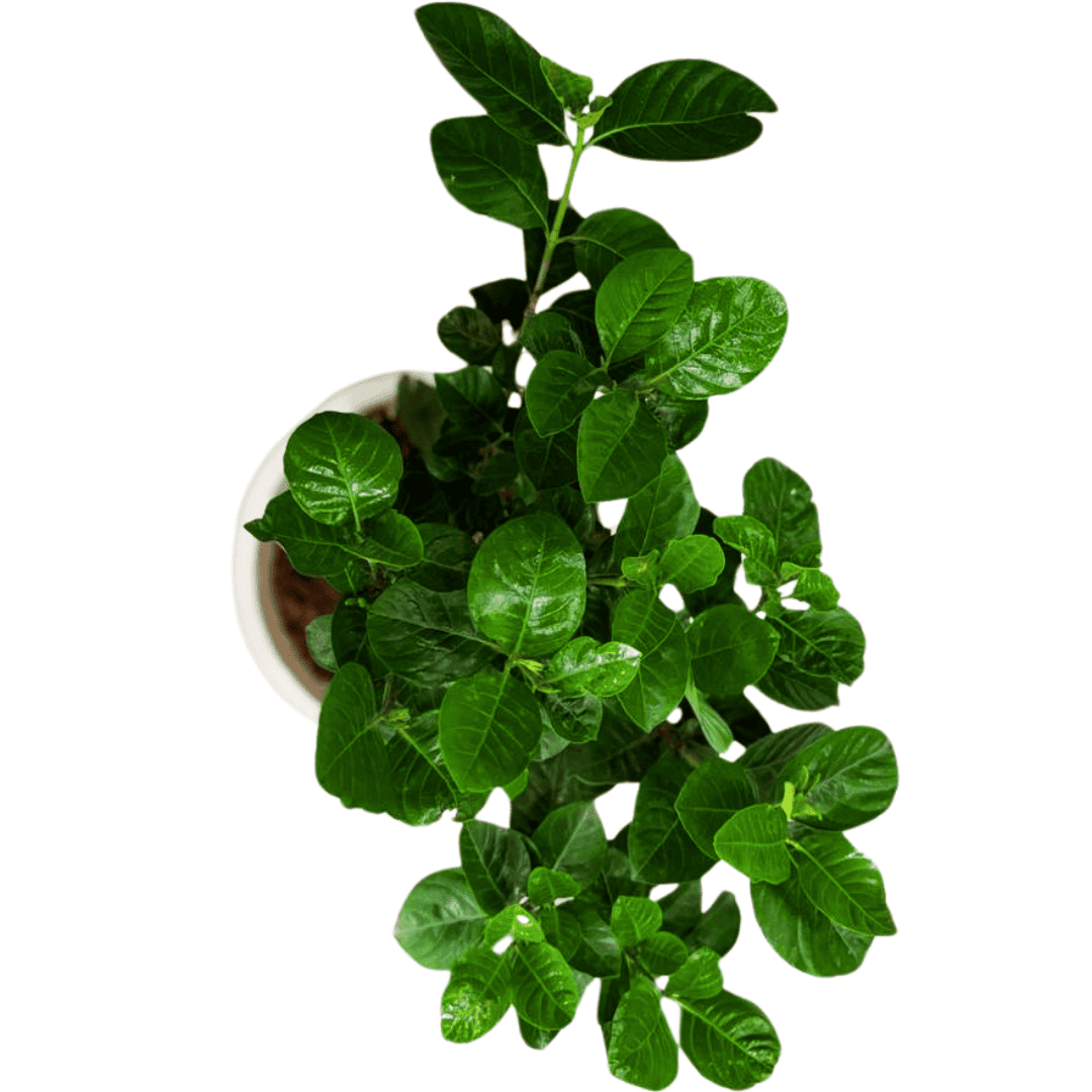 Gandharaj Plant/ King of Fragrance/ Gardenia Cape Jasmine Multi Petal (Paarijatham) Plant