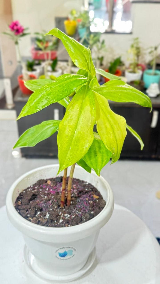 Insulin Plant I Natures Remedy for Sugar Control I