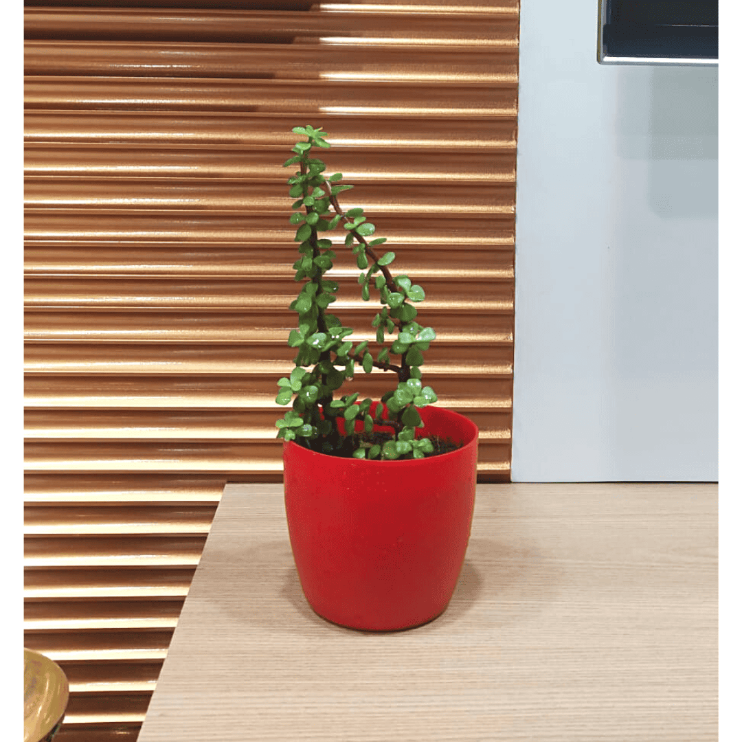 Jade Plant I The Symbol of Luck, Prosperity and Positivity I