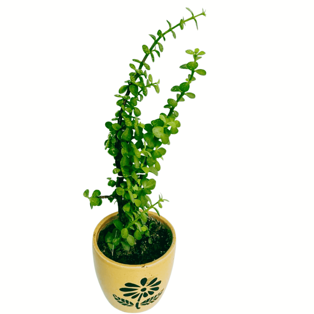 jade plant pot color as per vastu Jade Plant I The Symbol of Luck, Prosperity and Positivity I – Leafy Island