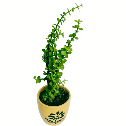 Jade Plant I The Symbol of Luck, Prosperity and Positivity I