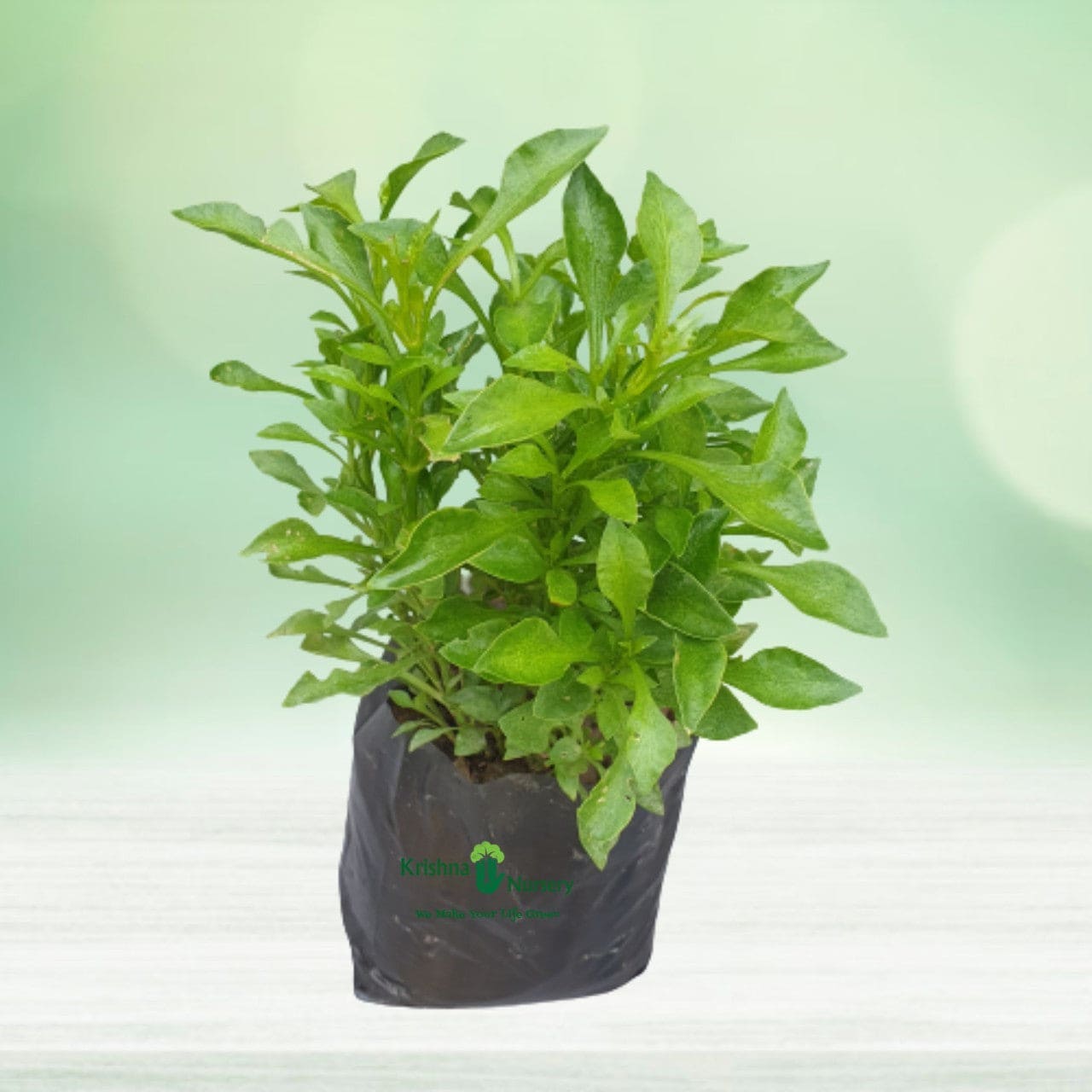 Lush Lemon Tree (Fresh Citrus at Your Fingertips)