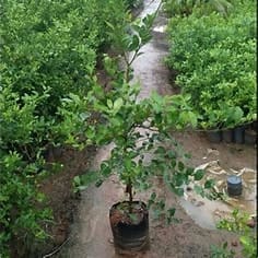 Lush Lemon Tree (Fresh Citrus at Your Fingertips)