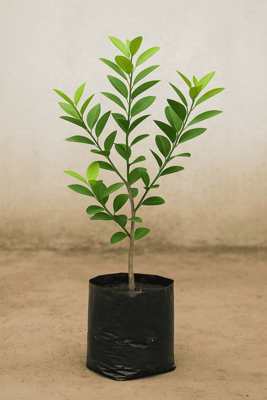 Lush Lemon Tree (Fresh Citrus at Your Fingertips)