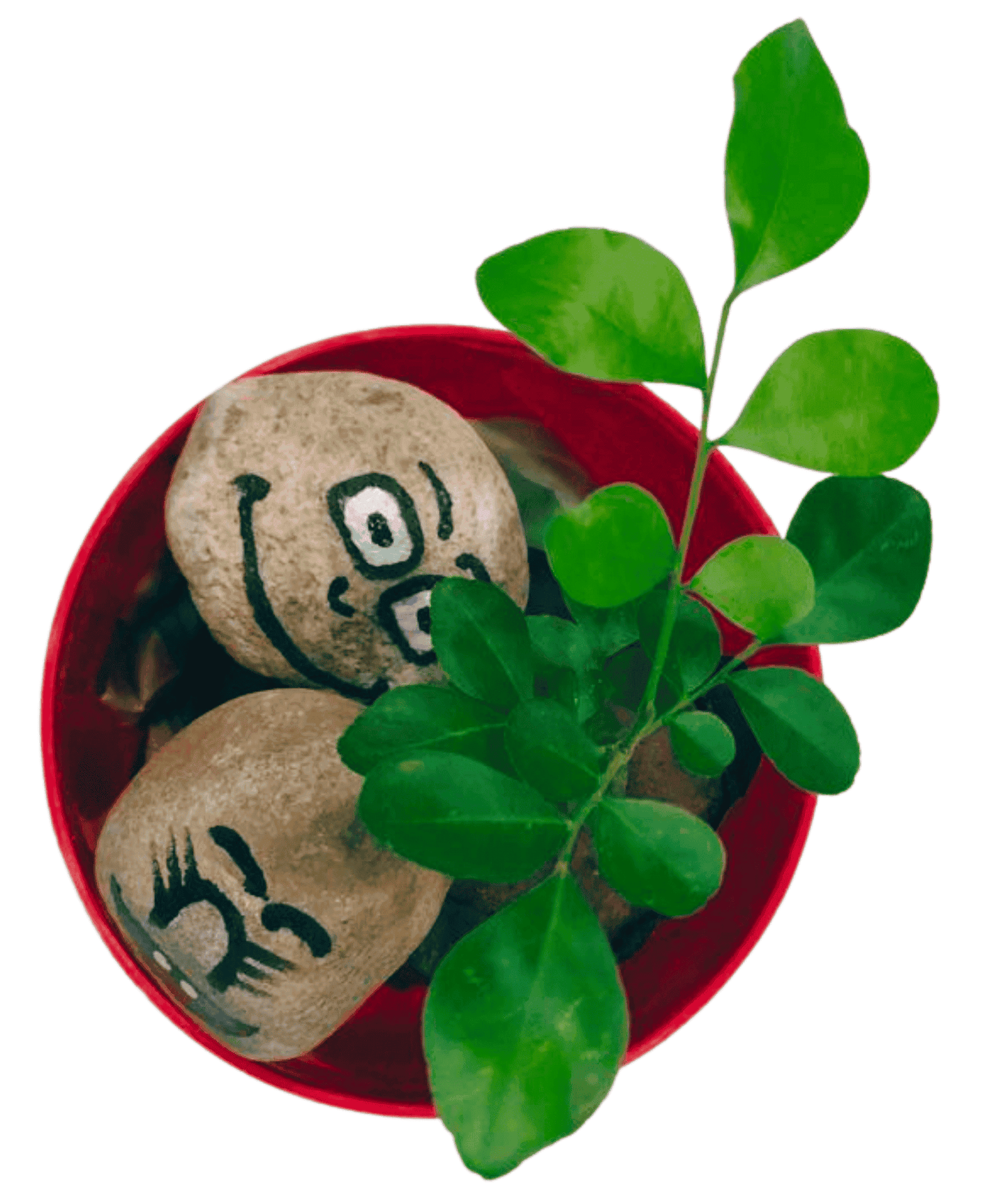 Murraya Paniculata - Madhu Kamini plant