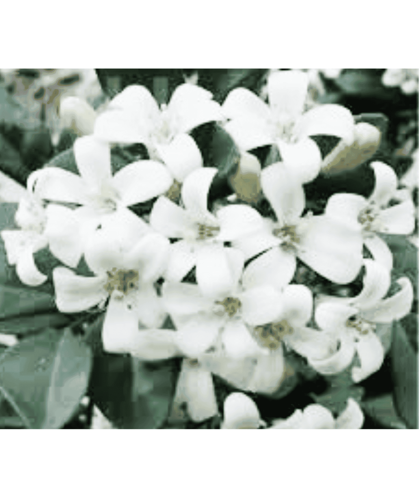 Murraya Paniculata - Madhu Kamini plant